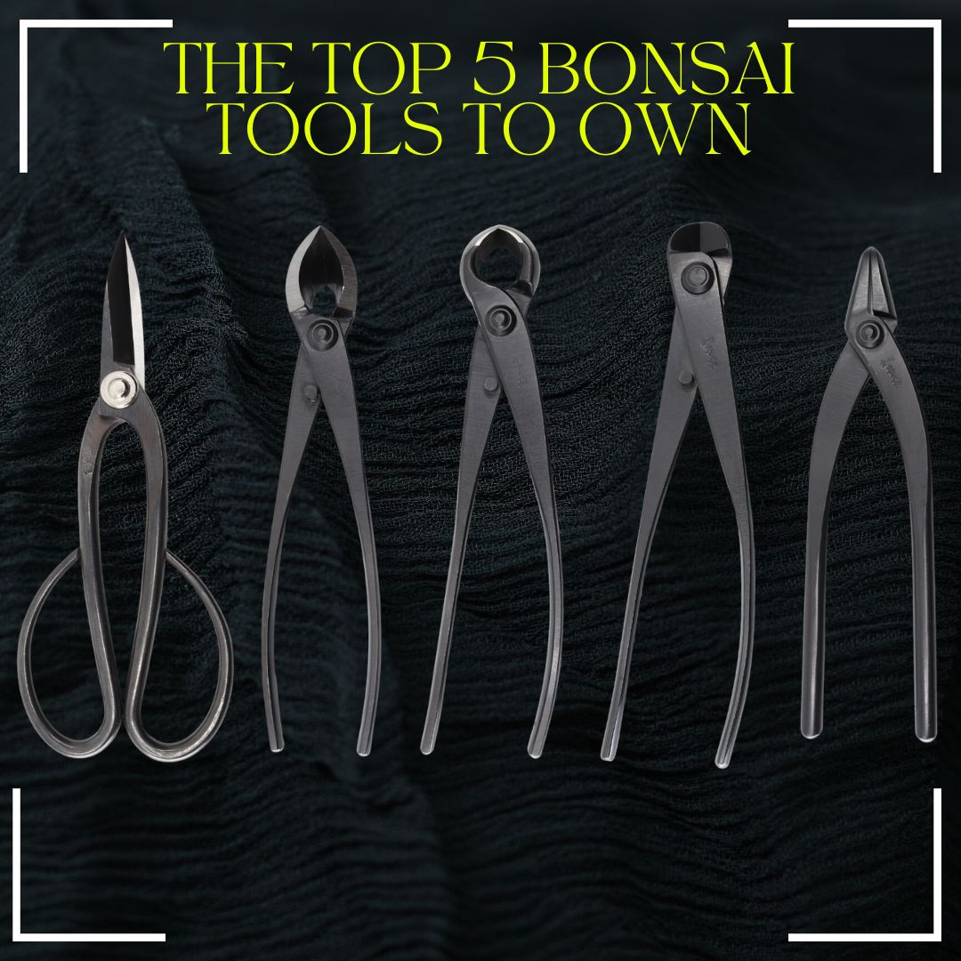 The Top 5 Bonsai Tools for 2023 with Kikuwa's Carbon Steel Collection   Bonsai-En