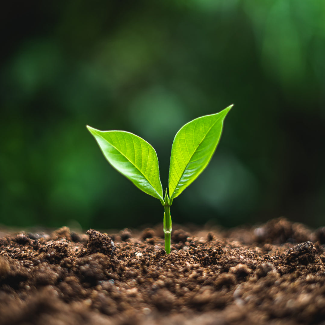 Growing Bonsai From Seed  Bonsai-En