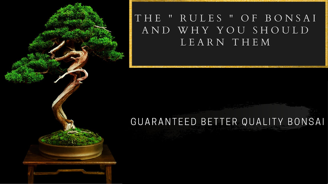 The "Rules" Of Bonsai - Lets Call Them Guidelines  Bonsai-En