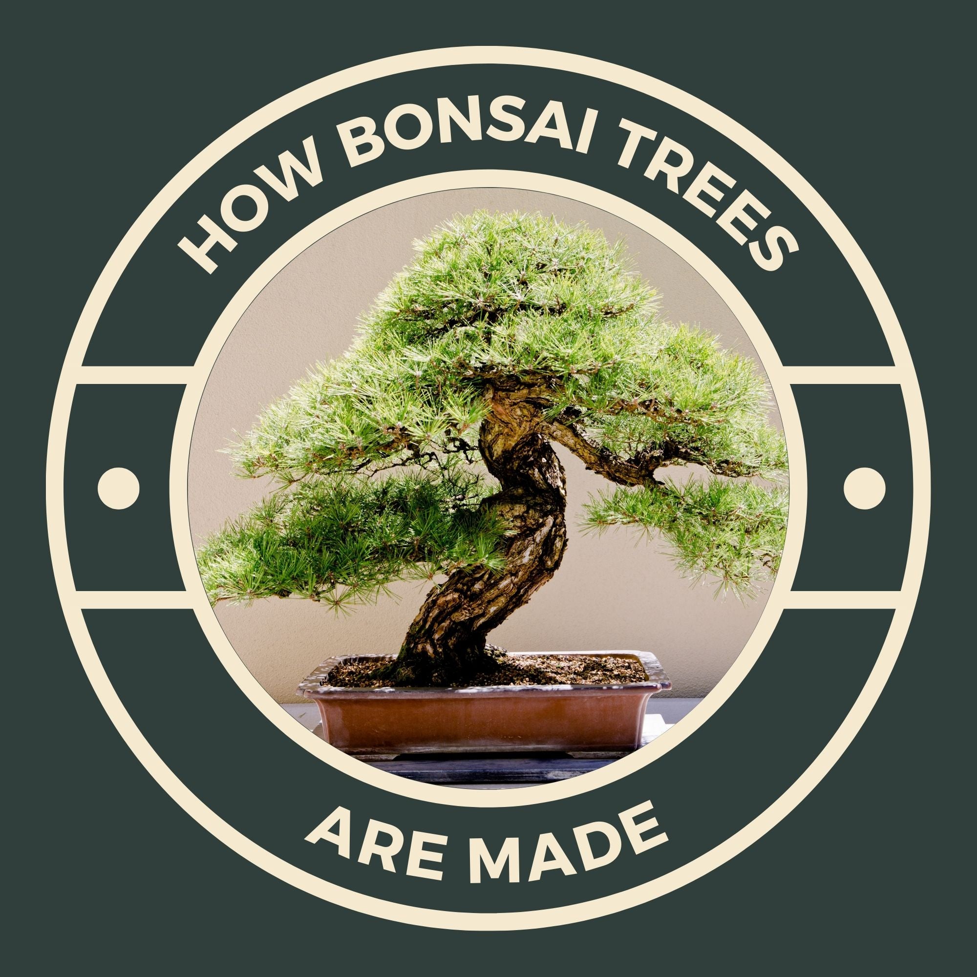 fatsia japonica bonsai FATSIA JAPONICA – Scottish Bamboo main image 0