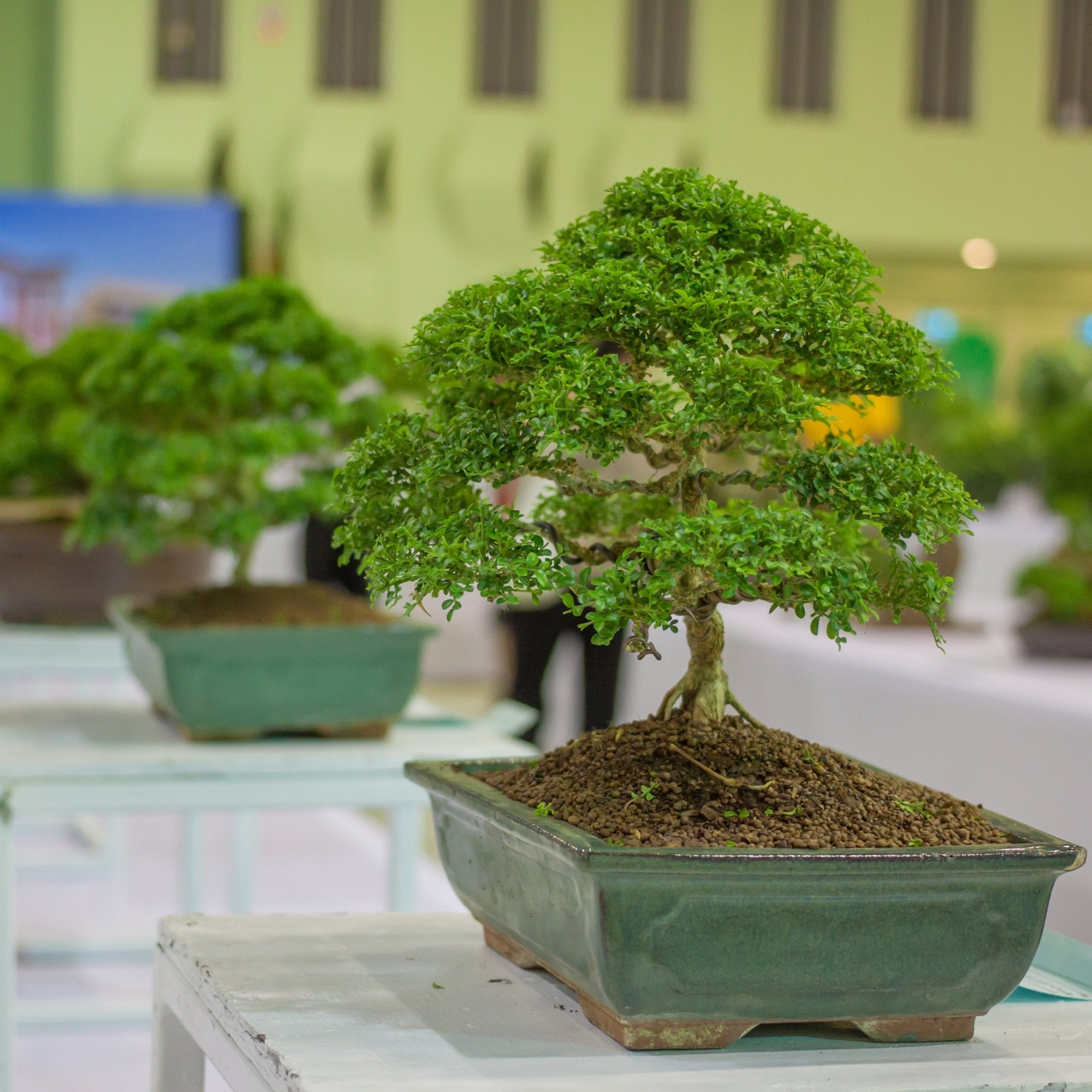 Fukien Tea (Carmona microphylla ) - Species Guide  Bonsai-En