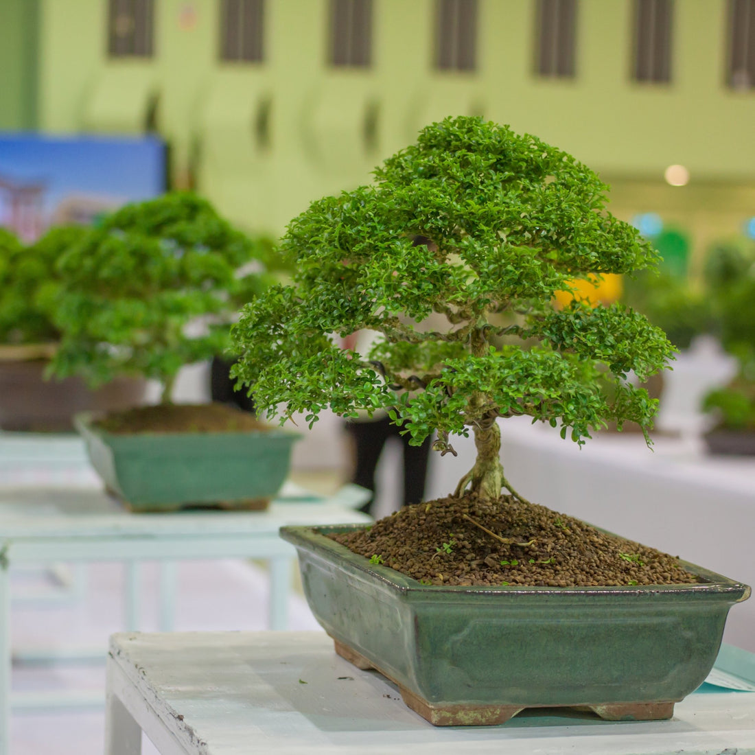 Fukien Tea ( Carmona microphylla ) - Bonsai-En