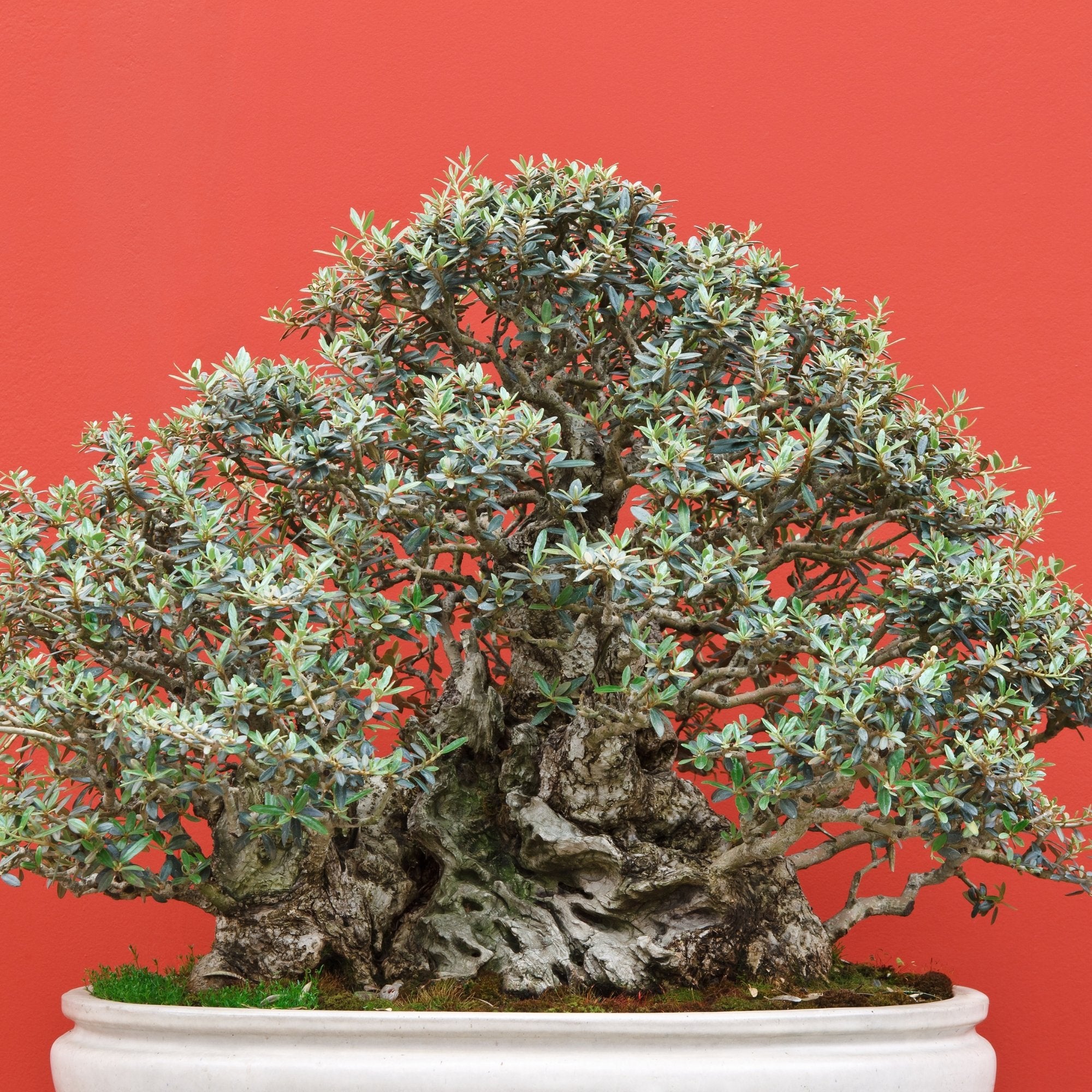 Olive Species Guide ( Olea europaea )  Bonsai-En