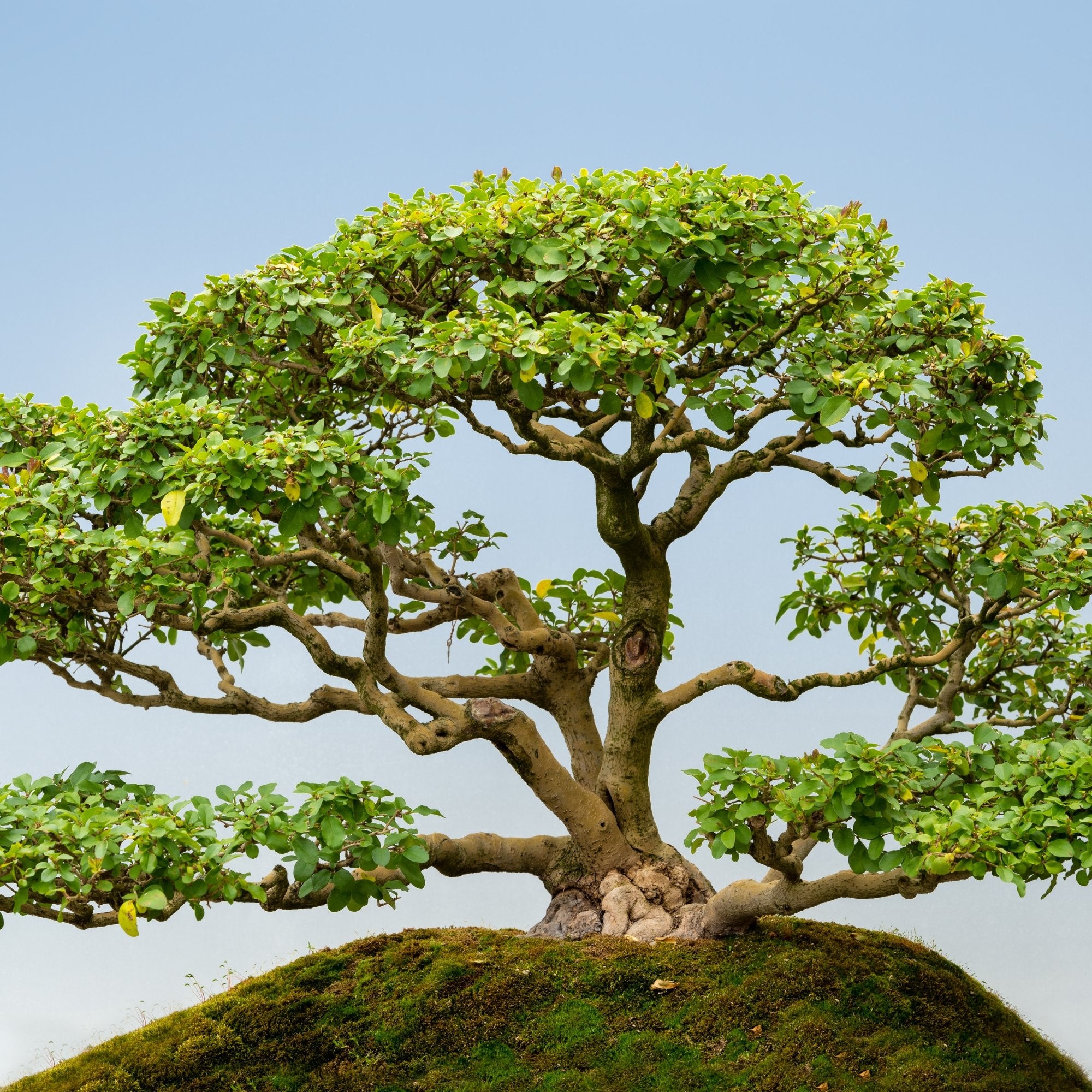 Privet Species Guide  Bonsai-En