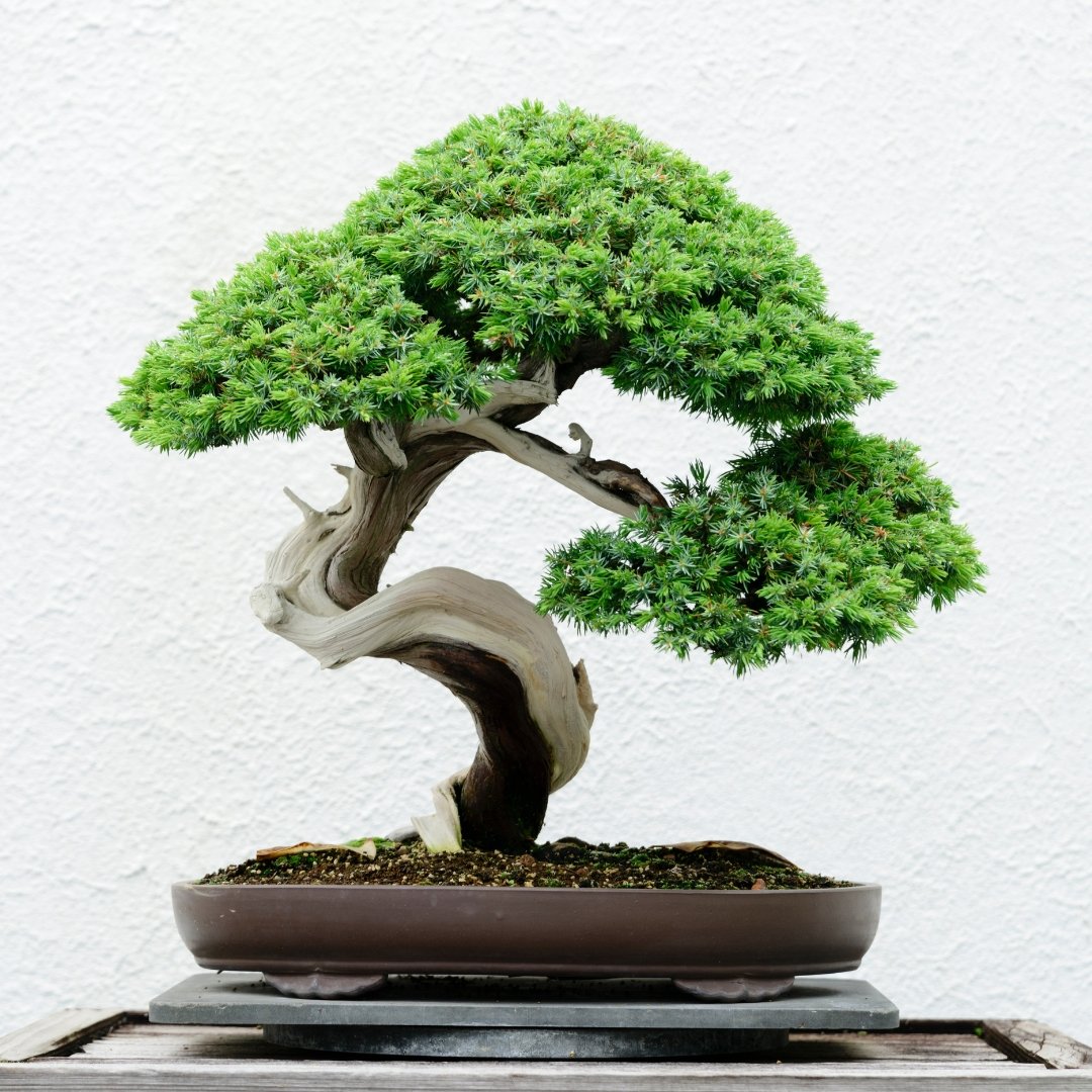 What Is A Bonsai?  Bonsai-En