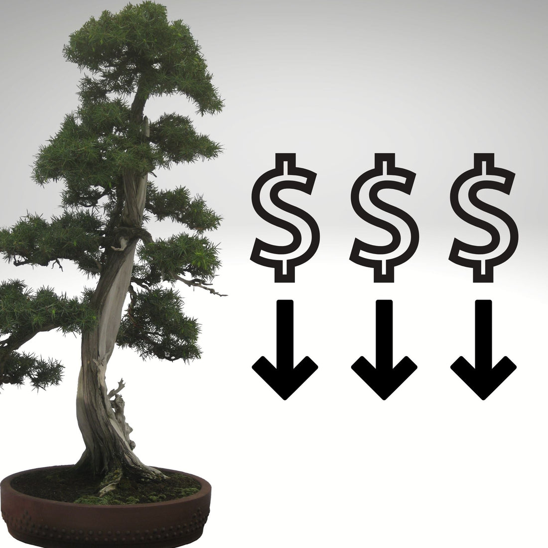 How To Make Cheap Bonsai