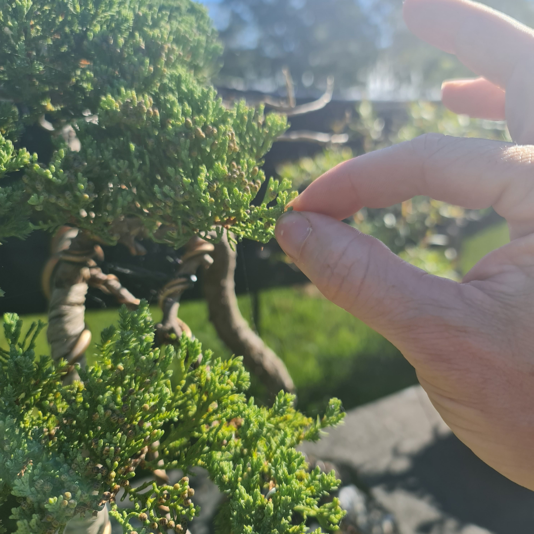 The Age Old Debate, Pinching Junipers. Yes or No?  Bonsai-En