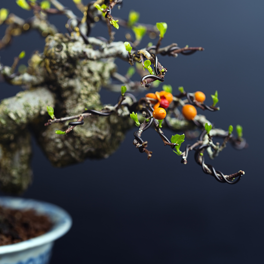 bonsai penny Mini Bonsai Kit main image 0