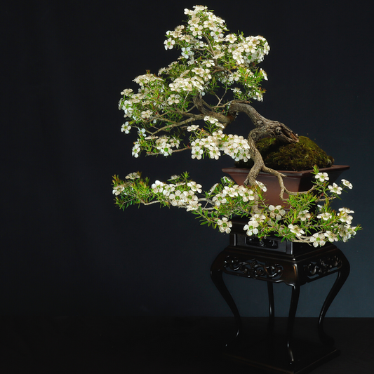 Australian Native bonsai tree on display