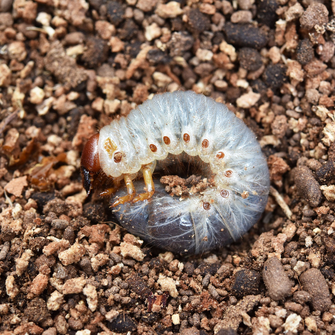 Curl Grub