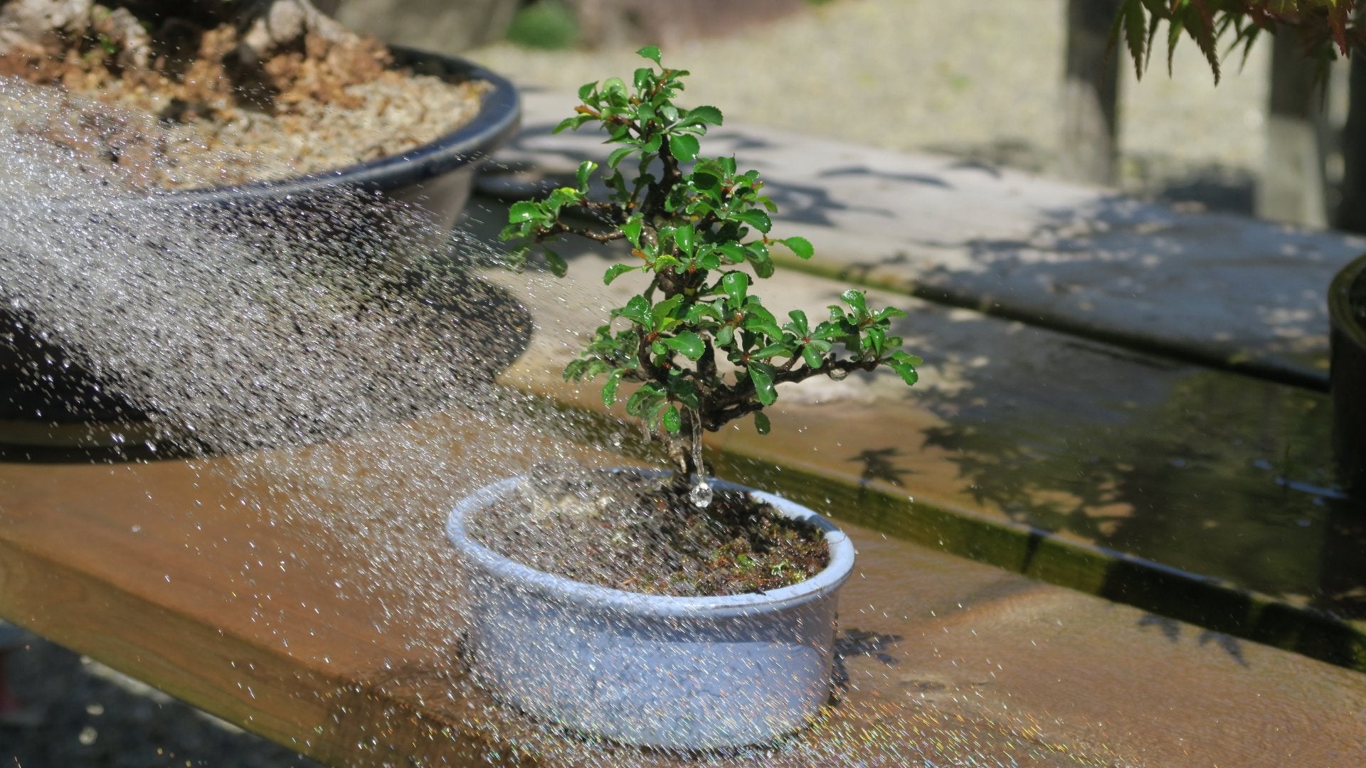 How Long Can Bonsai Go Without Water? โ Bonsai-En
