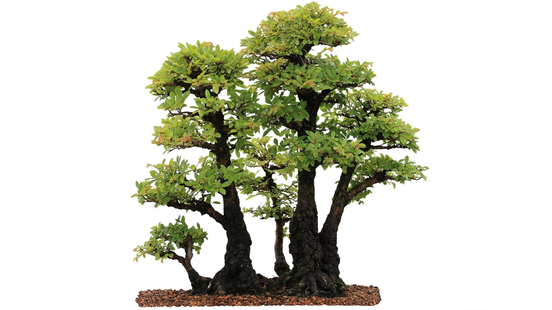Chinese Elm Care Guide ( Ulmus parvifolia )  Bonsai-En