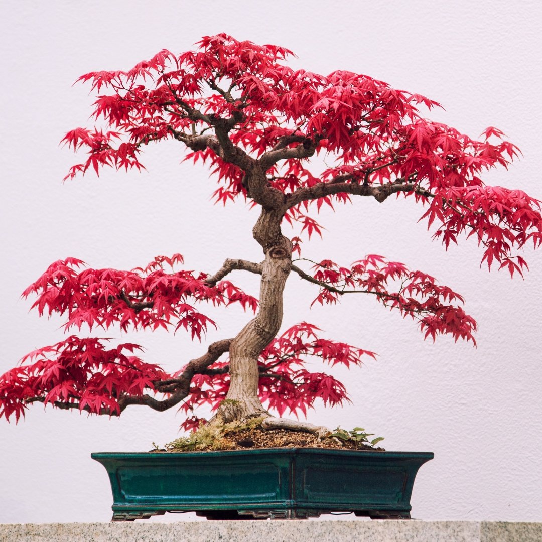 Japanese Maple Bonsai | Care Guide | Bonsai-En