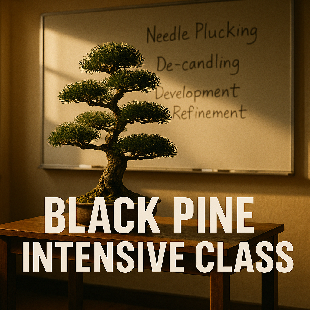 Summer Class 2 Live Replay Digital Download - Black Pine Intensive