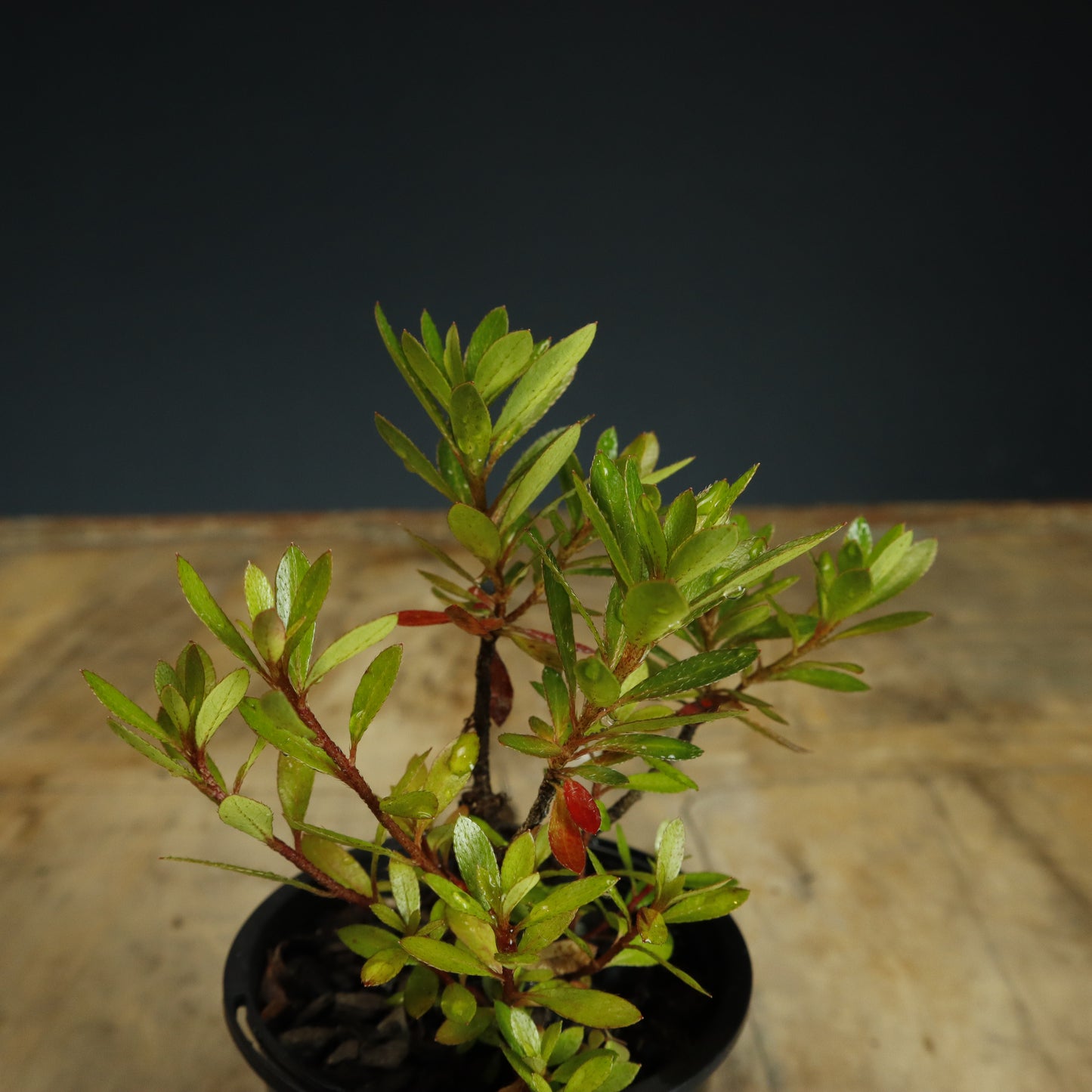 Satsuki Azalea Bonsai Starter