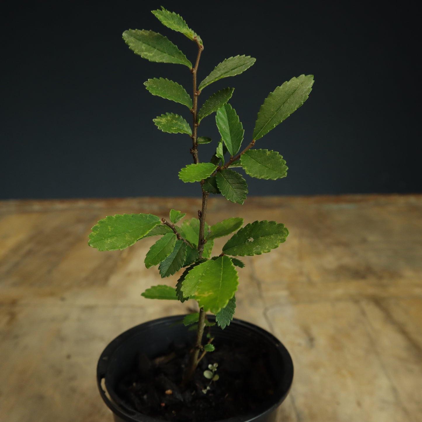 Chinese Elm Bonsai Starter