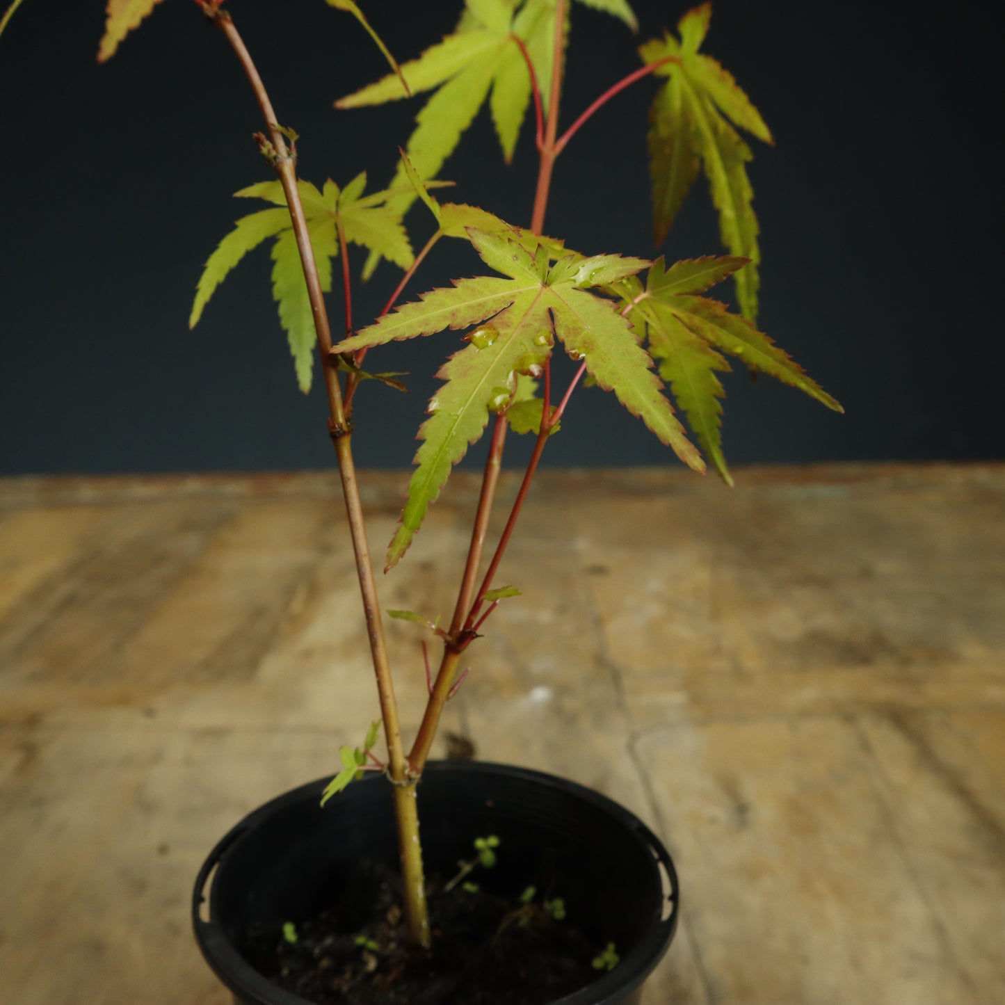 Japanese Maple Bonsai Starter