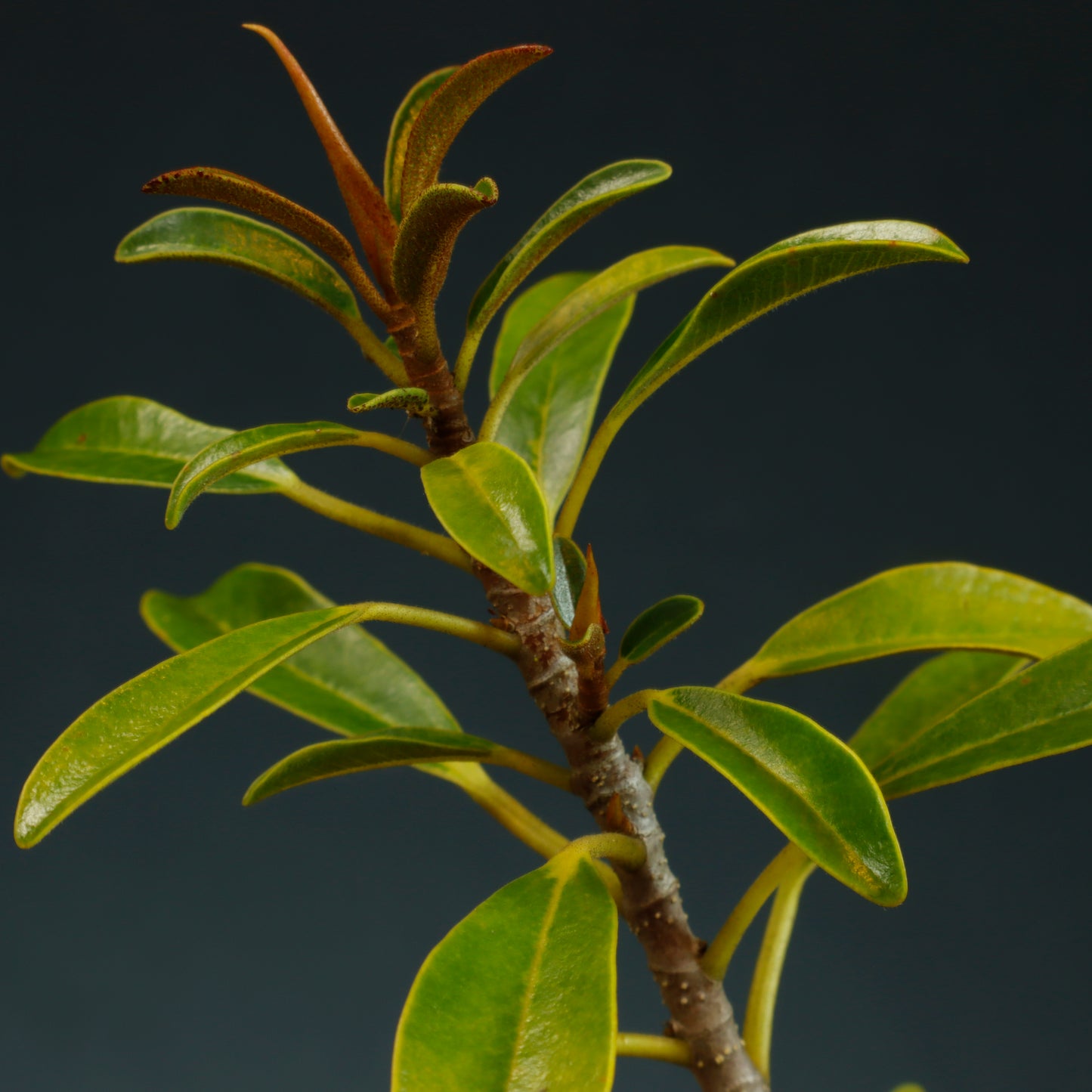 Ficus Little Ruby Bonsai Starter