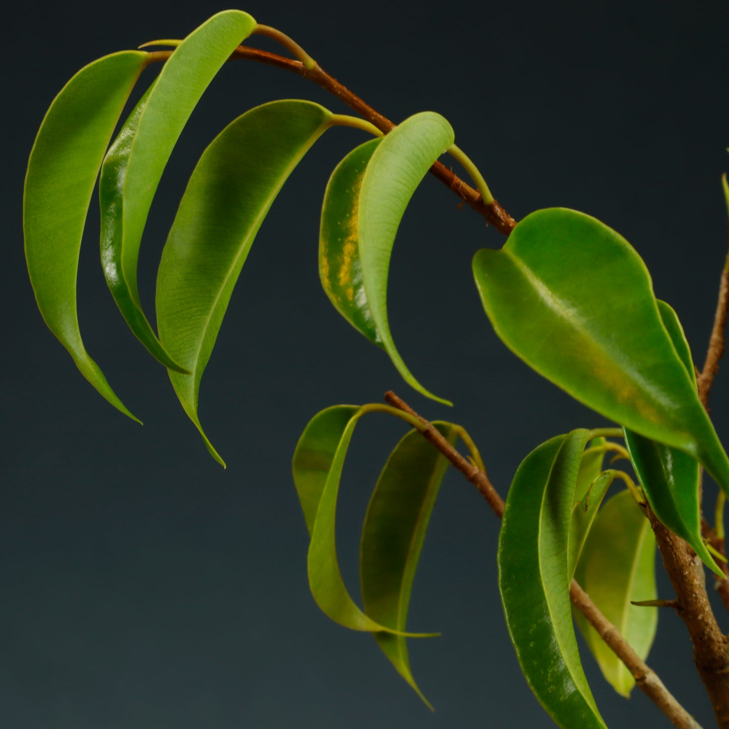 Ficus Benjamina Bonsai Starter - Wired