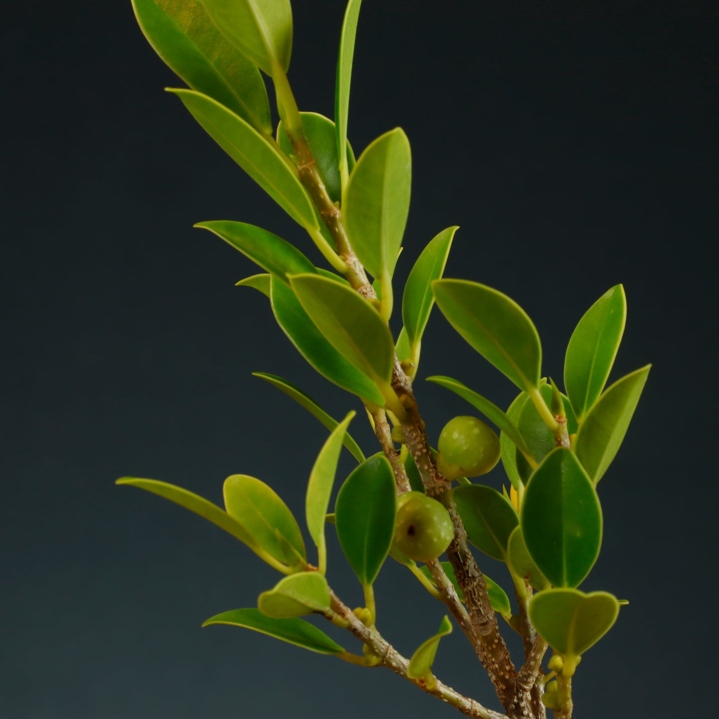 Tiger Bark Ficus Bonsai Starter