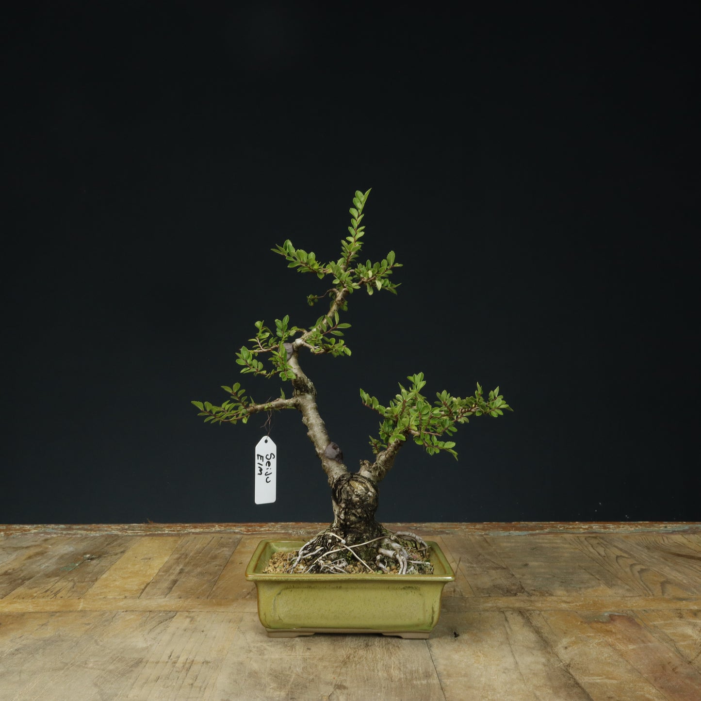 Seiju Elm Bonsai #1 - Pick Up Only