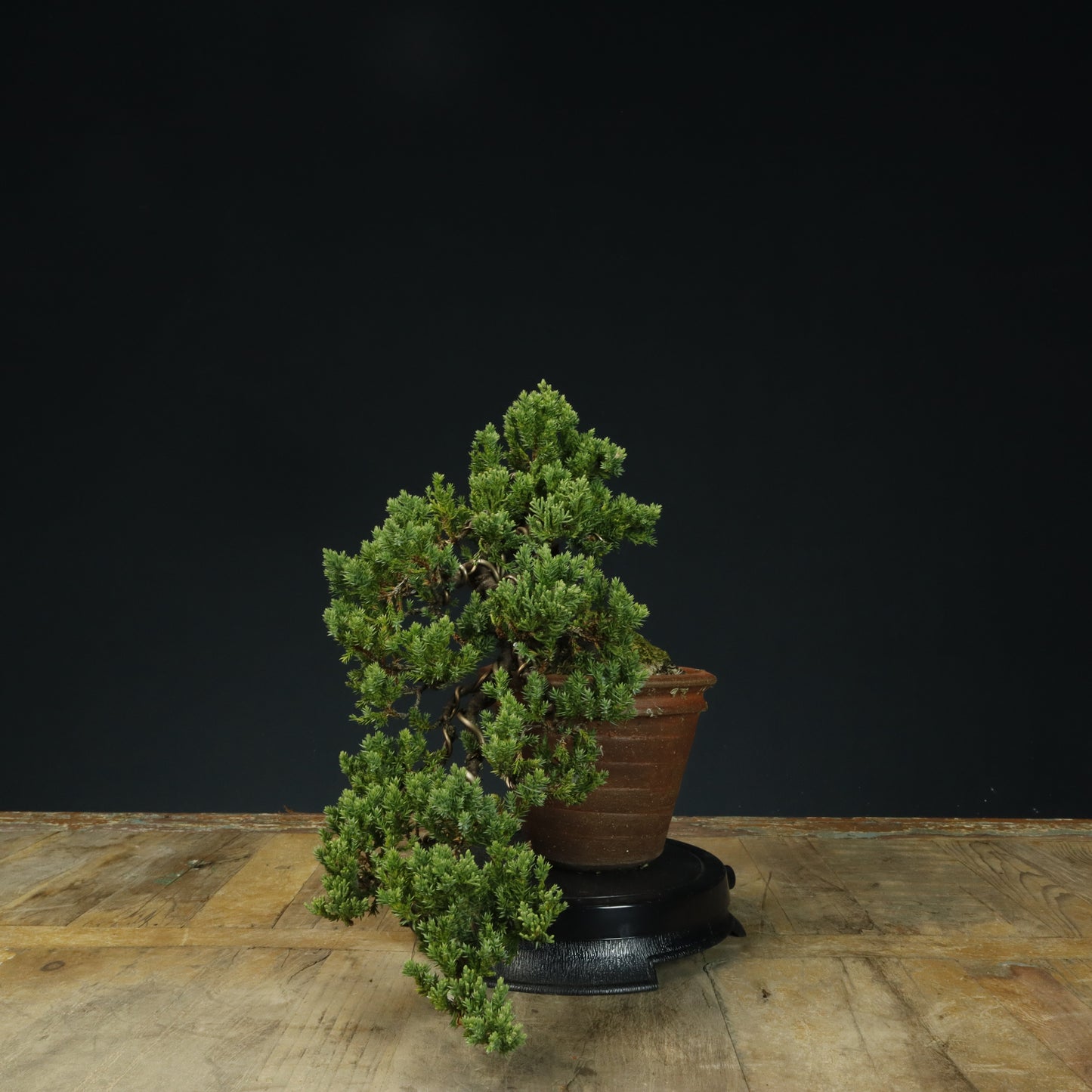 Small cascade Juniper Bonsai - Pick Up Only