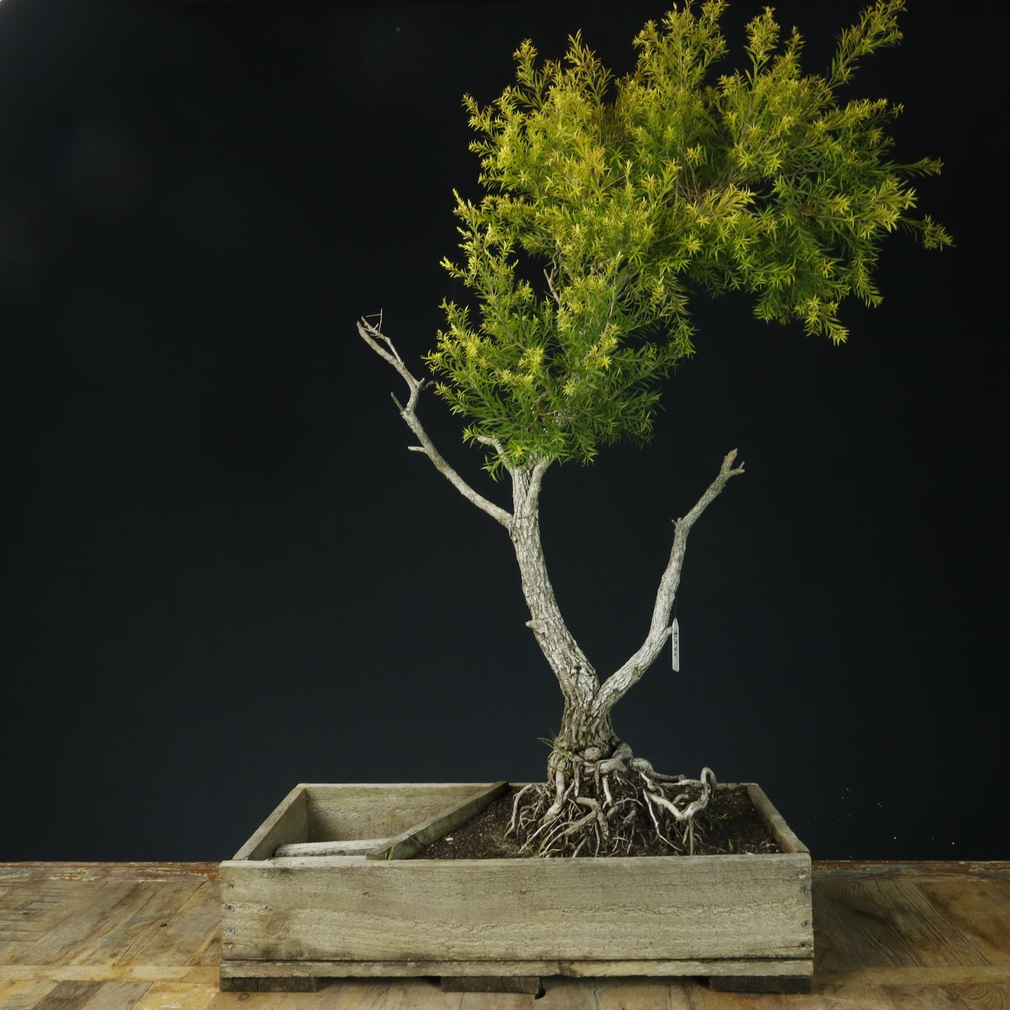 Melaleuca bracteata Pre Bonsai - Pick Up Only