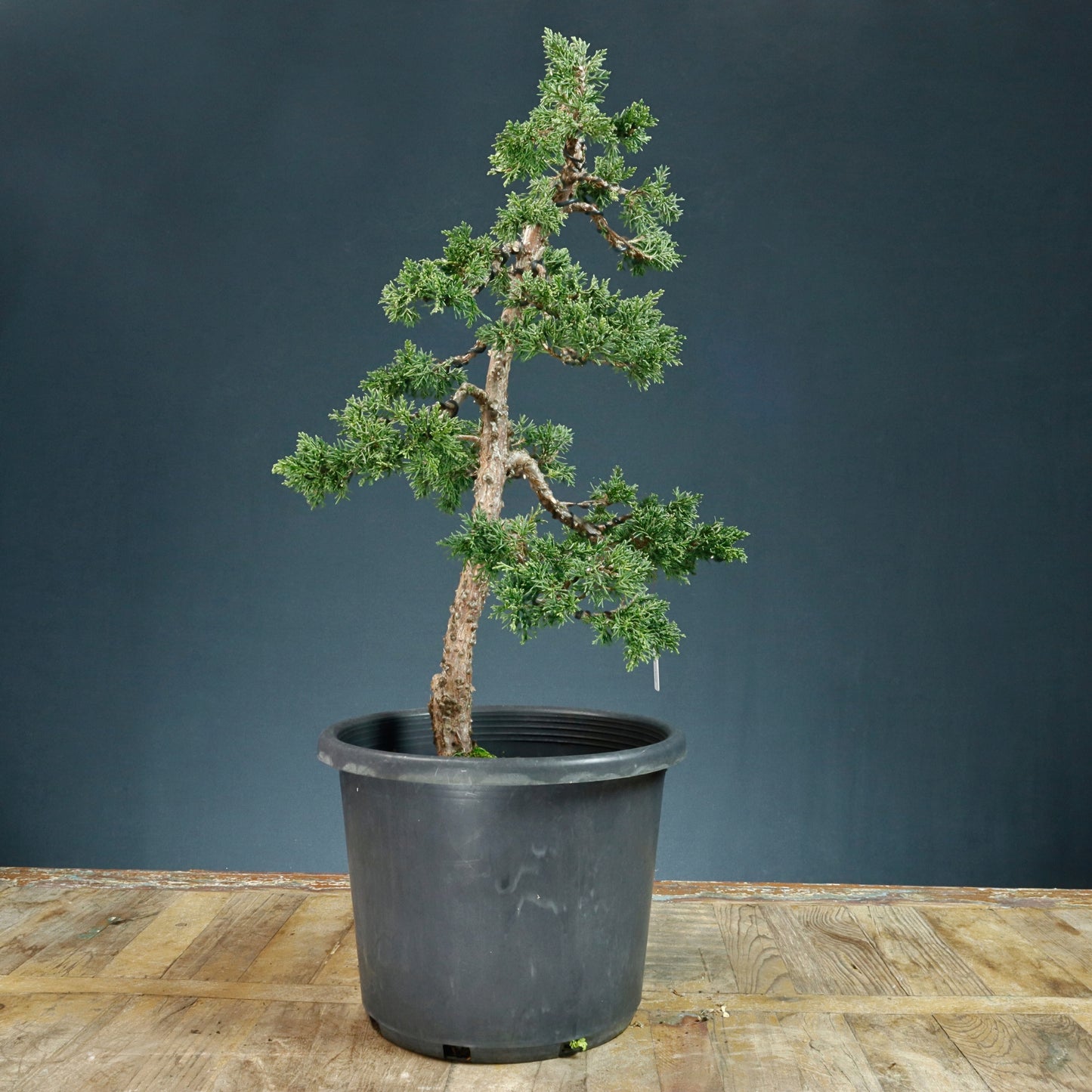 Pre Bonsai Shimpaku Juniper - Pick Up Only