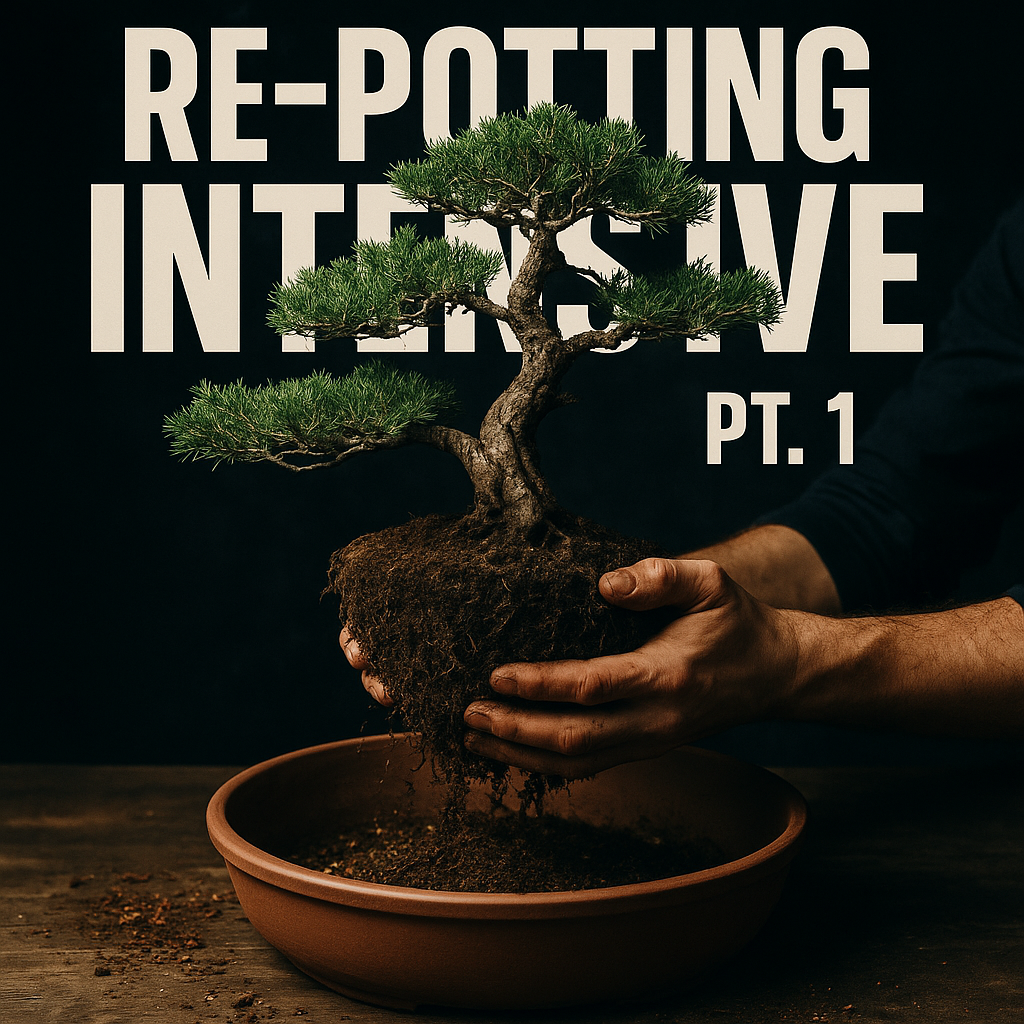 Winter Class 2 Live Replay Digital Download - Re-Potting Intensive Pt 1