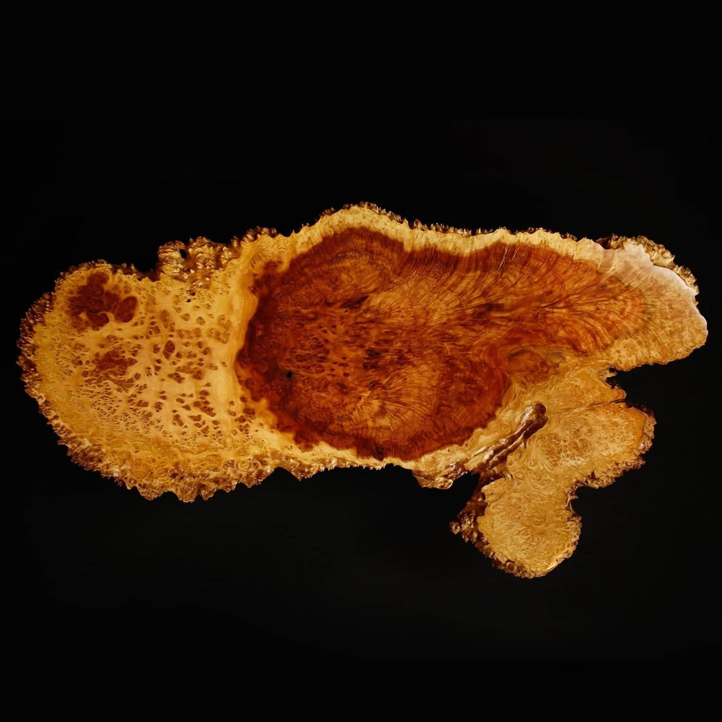 Display Jita - Australian Hardwood Burl #1