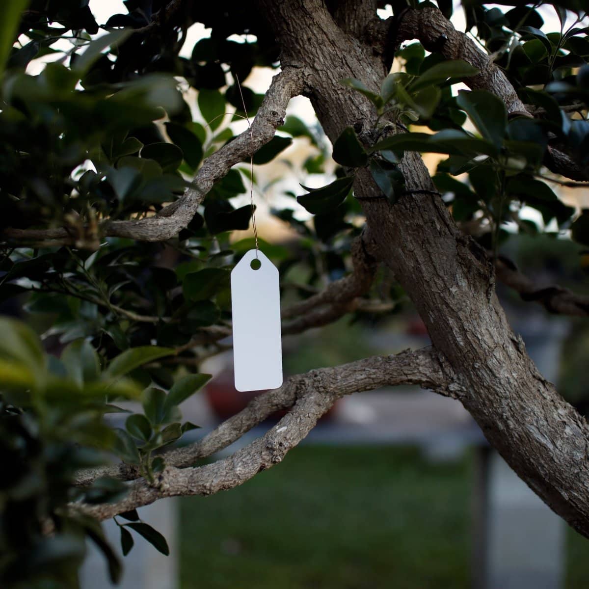 Bonsai Tree Label ( Hanging )