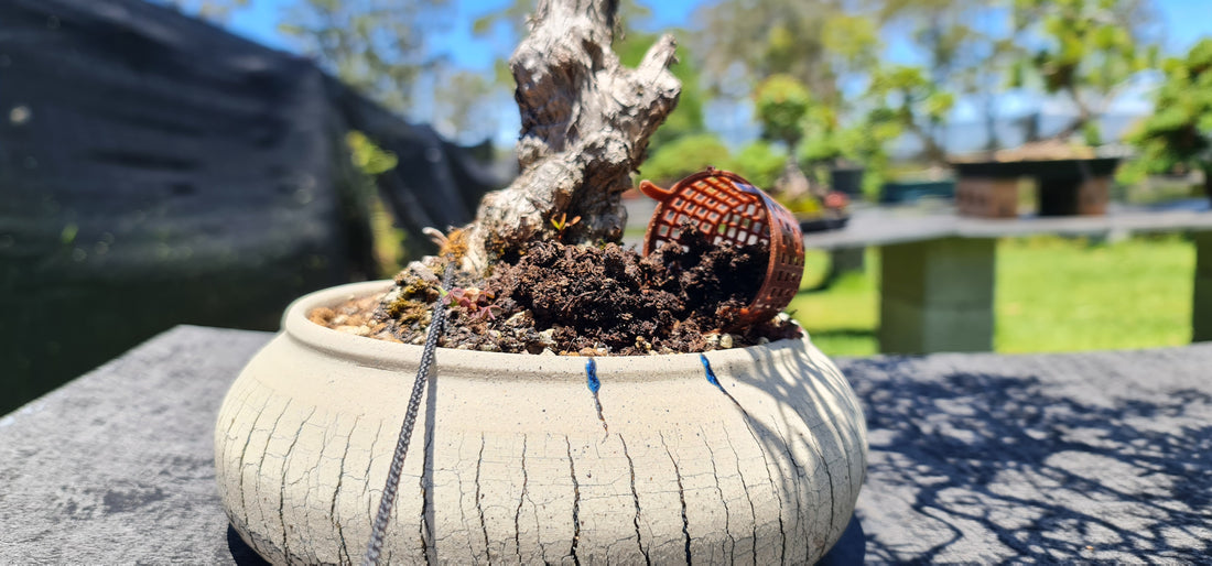 What Is The Best Fertilizer For Bonsai? - Bonsai-En