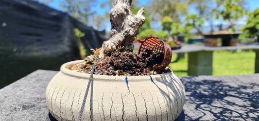 What Is The Best Fertilizer For Bonsai? - Bonsai-En