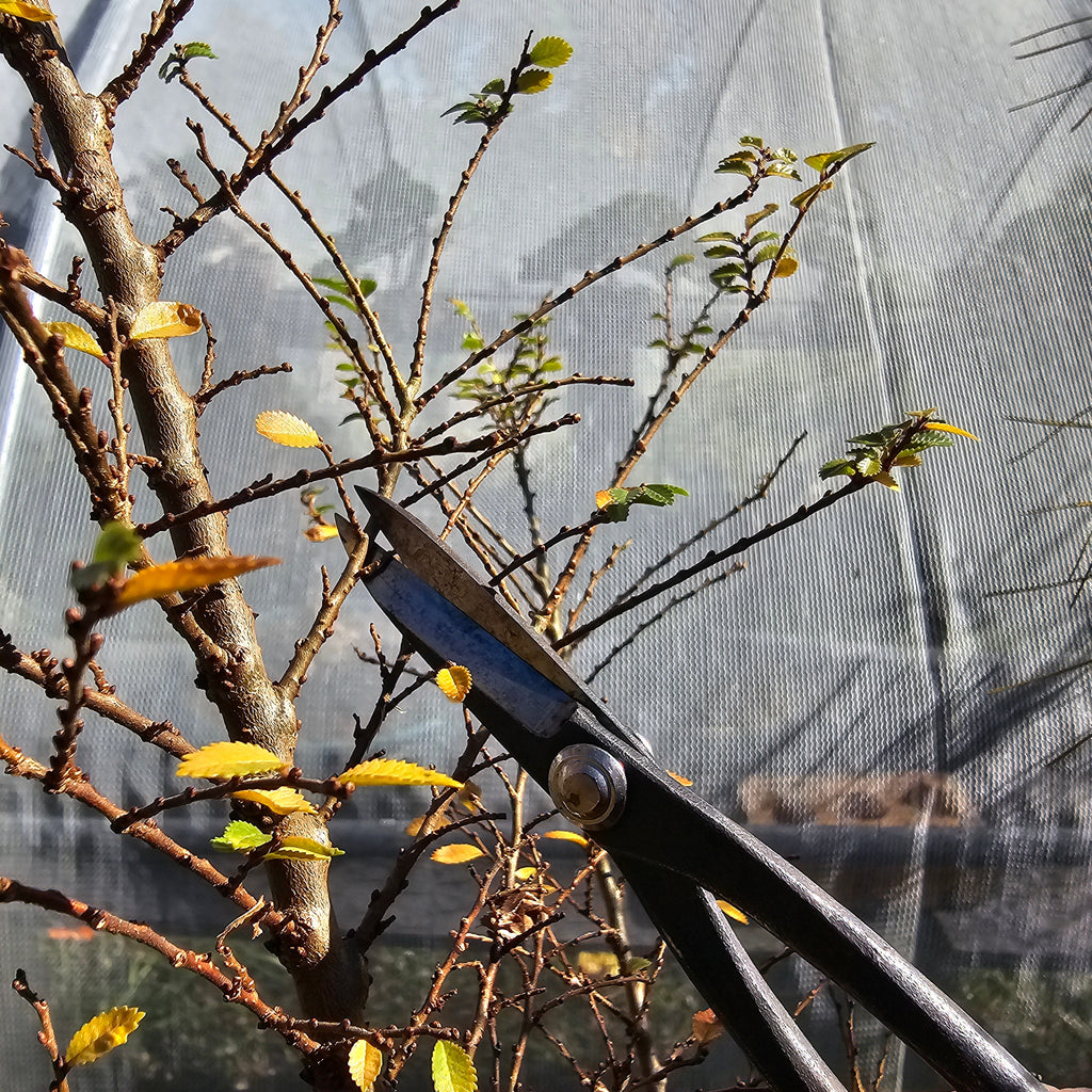 Pruning Bonsai In The Autumn  Bonsai-En