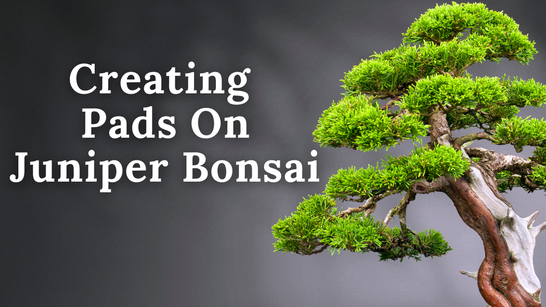 Wire Your Way to Beautiful Bonsai Pads: Juniper Branch Training Guide – Bonsai-En