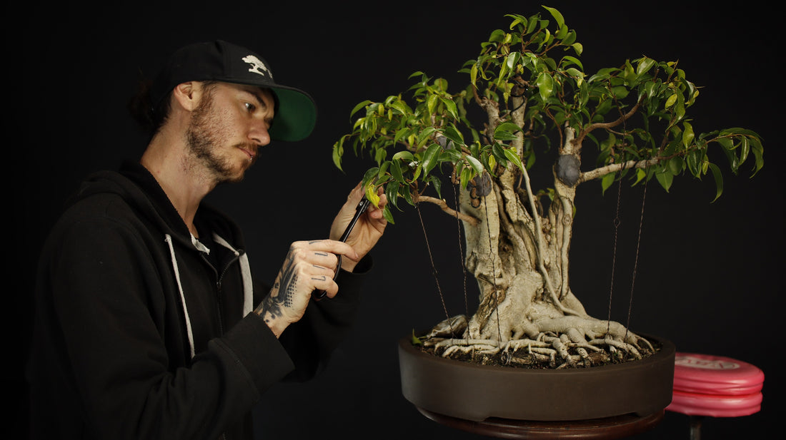 How To Care For Ficus Bonsai - Bonsai-En