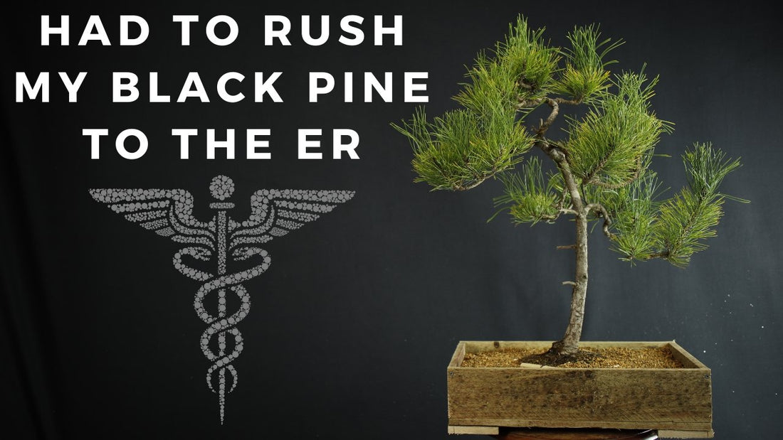Rushing A Black Pine To The ER : Treating A Sick Japanese Black Pine - Bonsai-En