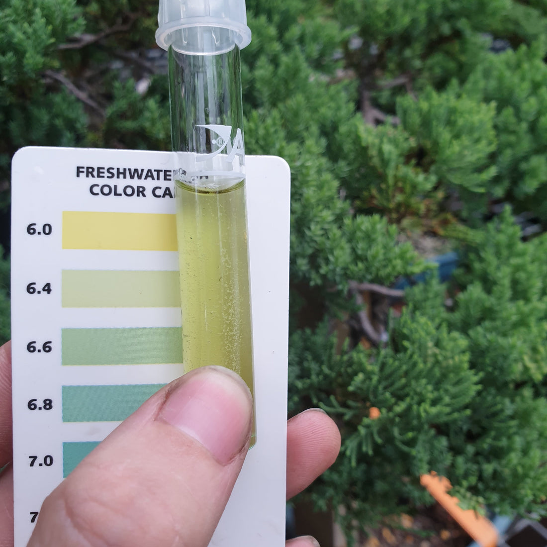 water PH For Bonsai