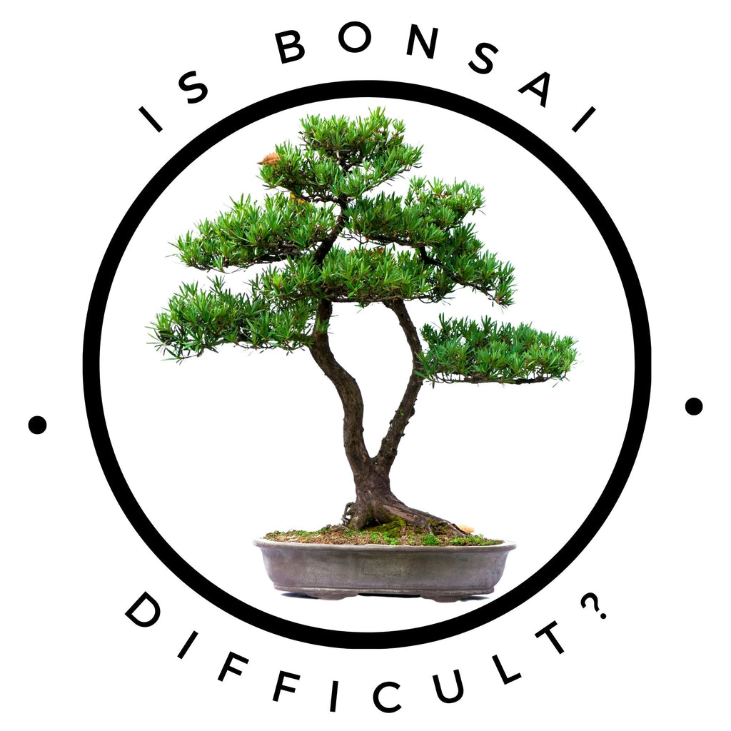 The Truth About Bonsai Trees: Easy or Difficult to Maintain?  Bonsai-En