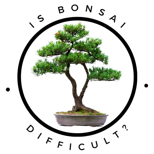 The Truth About Bonsai Trees: Easy or Difficult to Maintain?