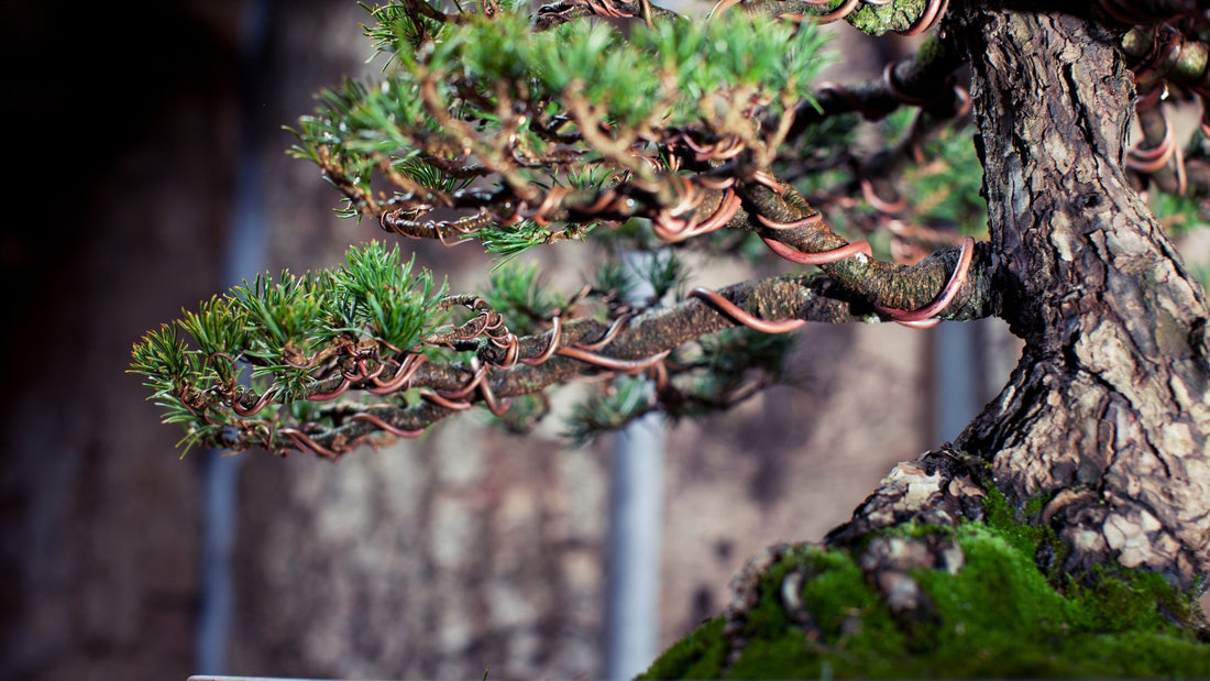 How To Shape A Bonsai Tree With Wire - Bonsai-En