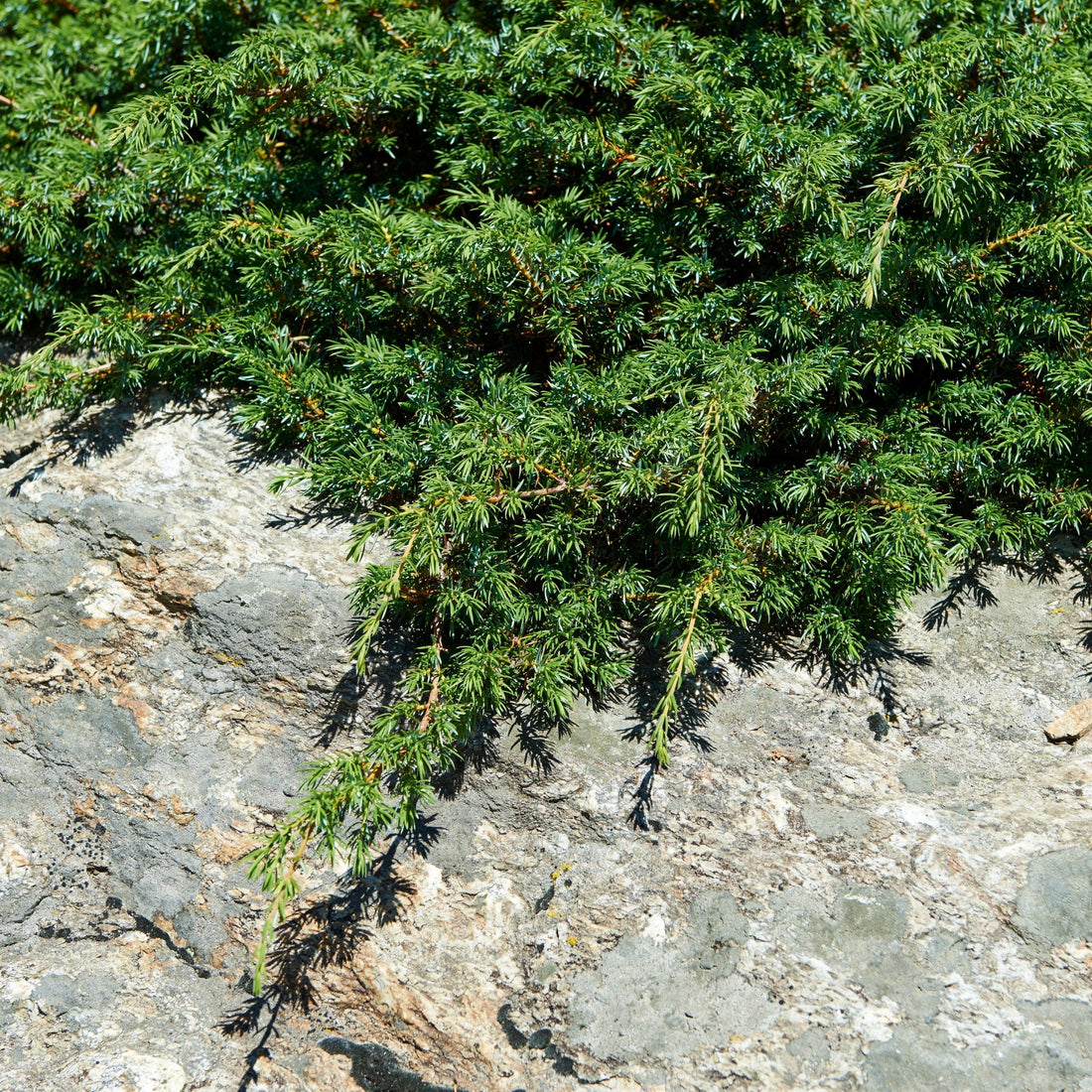 Juniper Species Guide - Bonsai-En