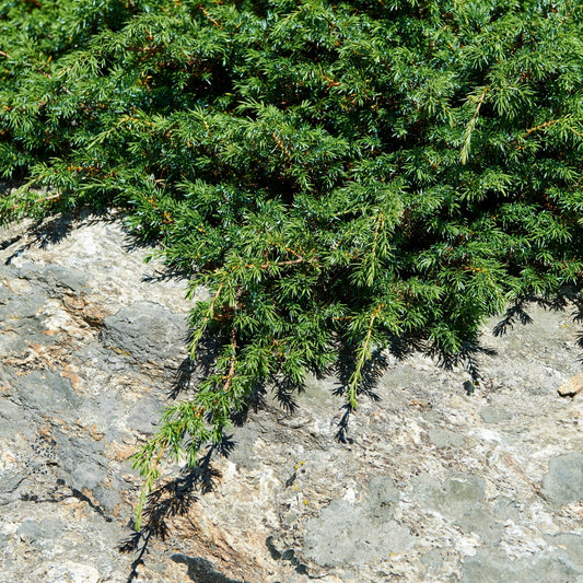 Juniper Species Guide - Bonsai-En