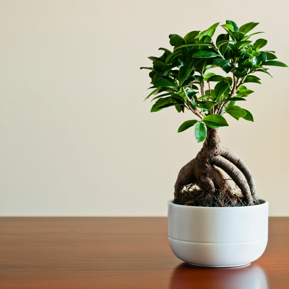 Ficus Species Guide - Bonsai-En