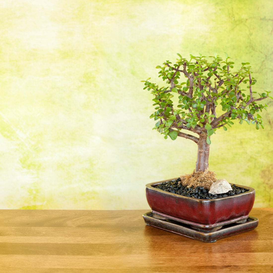 Jade Plant (Crassula ovata) - Bonsai-En