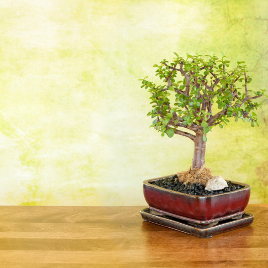 Jade Plant (Crassula ovata) - Bonsai-En