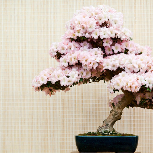 Azalea Species Guide - Bonsai-En