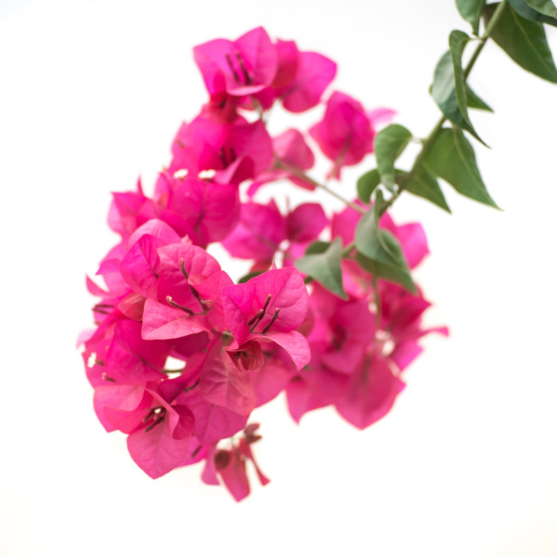 Bougainvillea Species Guide - Bonsai-En