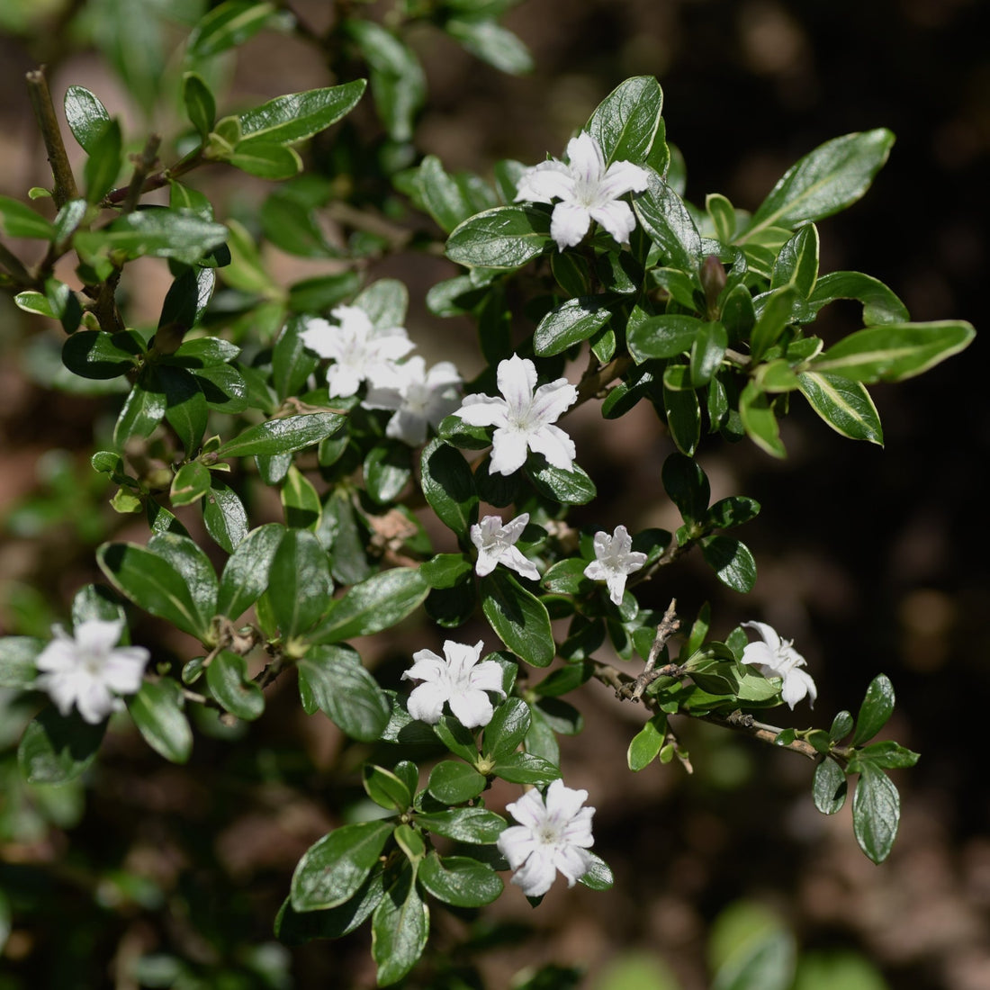 Serissa Species Guide - Bonsai-En