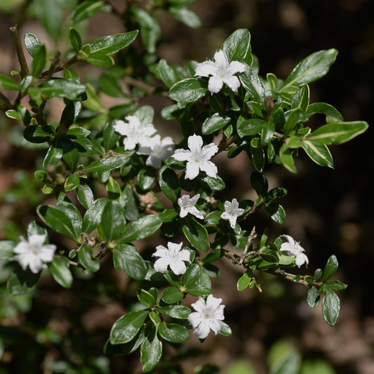 Serissa Species Guide - Bonsai-En